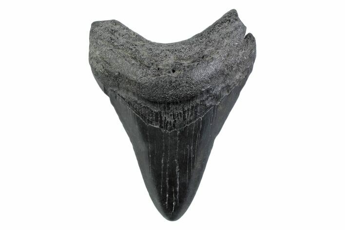 Fossil Megalodon Tooth - South Carolina #362193